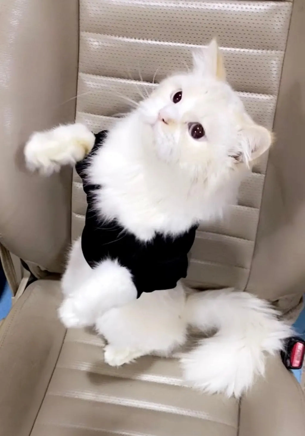 Designer-Inspired Autumn & Winter Cat Fashion