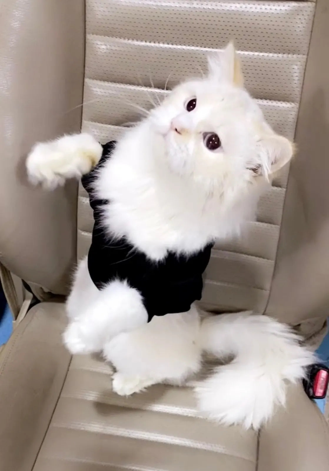 Designer-Inspired Autumn & Winter Cat Fashion
