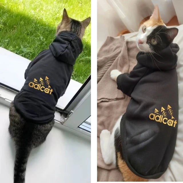 Designer-Inspired Autumn & Winter Cat Fashion