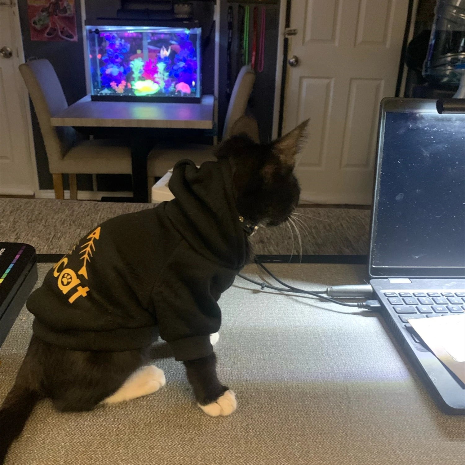 Designer-Inspired Autumn & Winter Cat Fashion