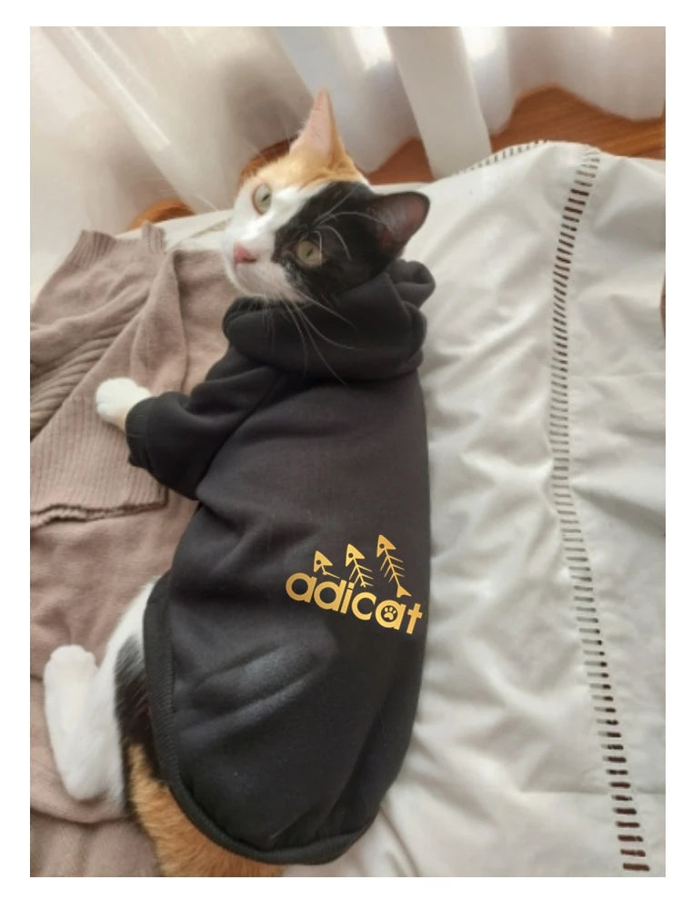 Designer-Inspired Autumn & Winter Cat Fashion