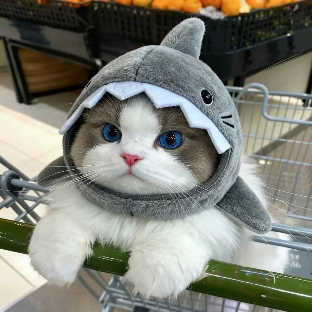 Shark-Themed Cat Cosplay & Winter Warmth
